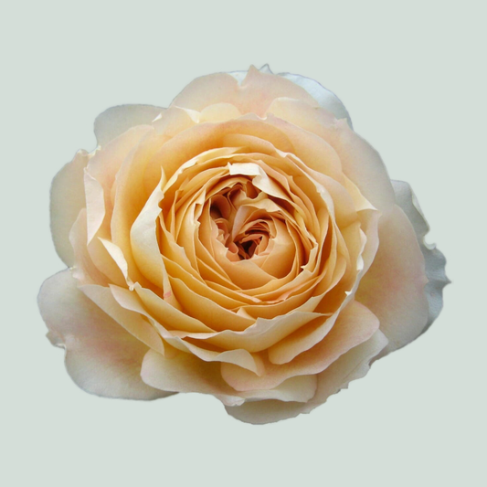 Rose Garden Caramel Antike (24 Stems)