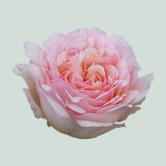 Rose Garden Charlene Monaco (24 Stems)