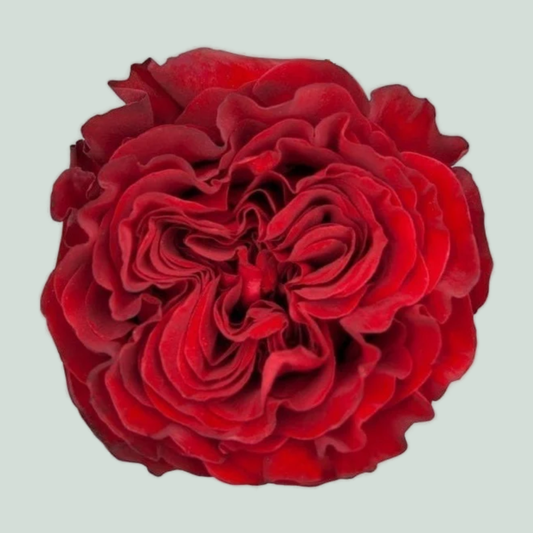 Rose Garden Hearts (24 Stems)