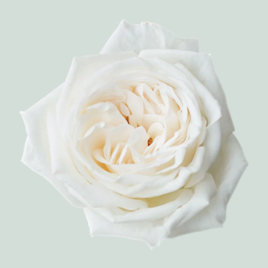 Rose Garden Jeanne Moreau (24 Stems)