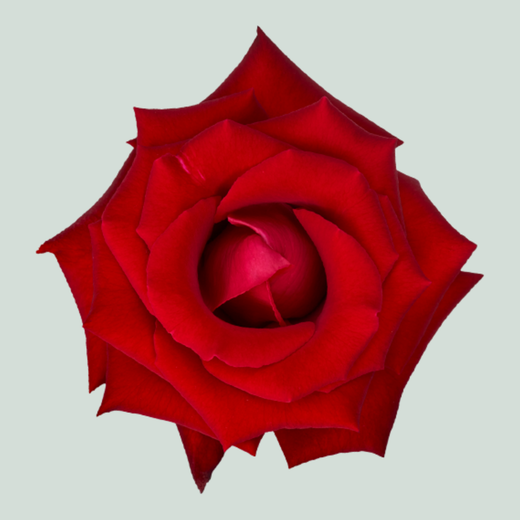 Rose Garden Lady Killer (24 Stems)