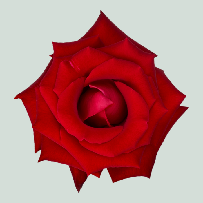 Rose Garden Lady Killer (24 Stems)