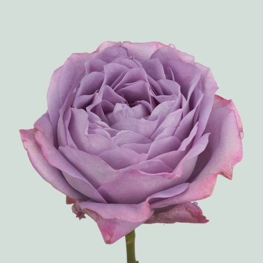 Rose Garden Lavender Bouquet (24 Stems)