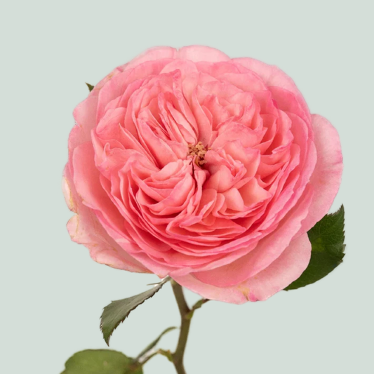 Rose Garden Maria Theresia (24 Stems)