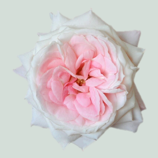Rose Garden Mayra's Bridal (24 Stems)