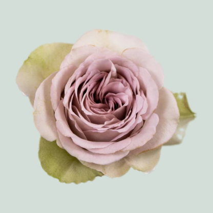 Rose Notre Dame+