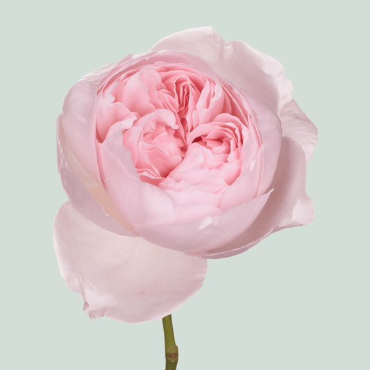Rose Garden Peony Pink (24 Stems)