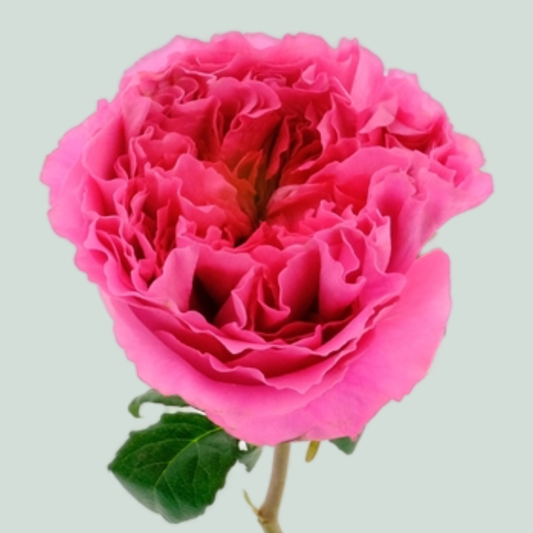 Rose Garden Petrova (24 Stems)