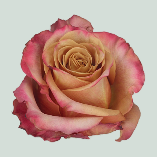 Rose Garden Pimms (24 Stems)