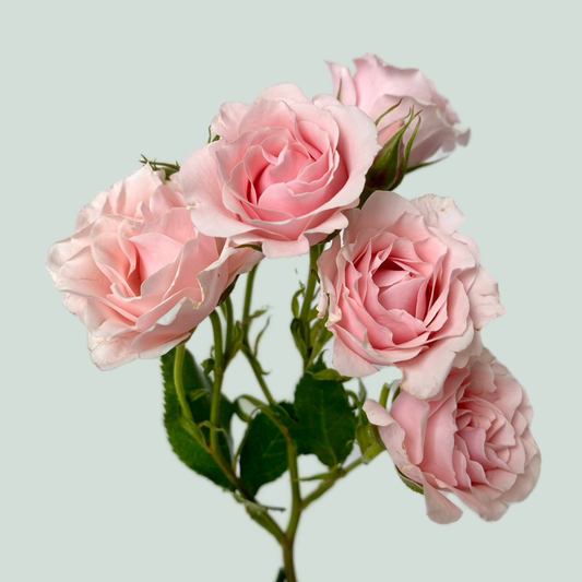 Rose Garden Pink Majolica (24 Stems)