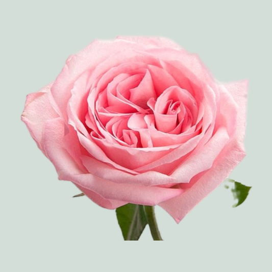 Rose Garden Pink O Hara (24 Stems)