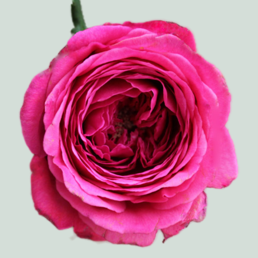 Rose Garden Princess Kishi (24 Stems)