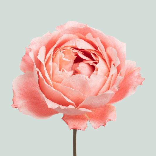 Rose Garden Princess Sakura (24 Stems)