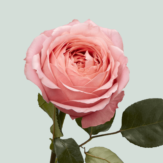 Rose Garden Romantik Antique (24 Stems)