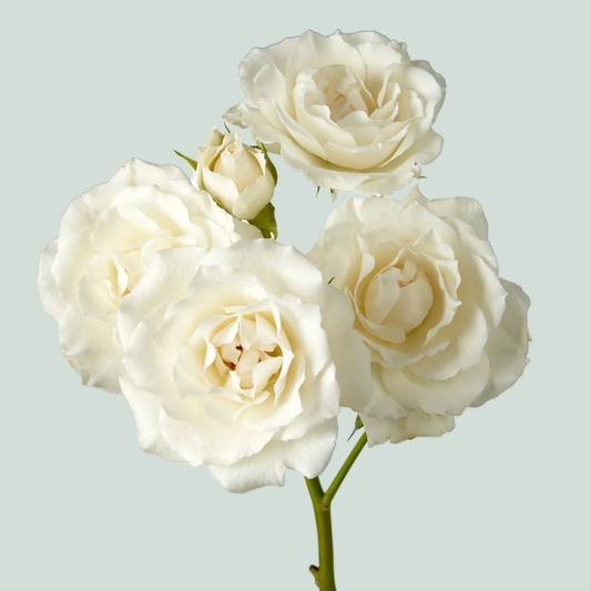 Rose Garden Spray White Majolica (24 Stems)