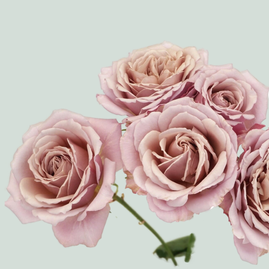 Rose Garden Wabara Ioli (24 Stems)