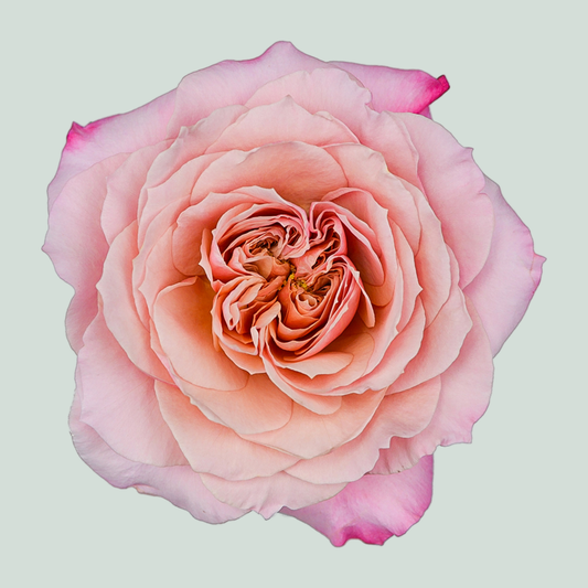 Rose Garden Wabara Miyabi (24 Stems)