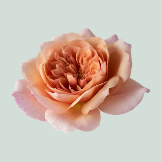 Rose Garden Wabara Miyabi Cha (24 Stems)