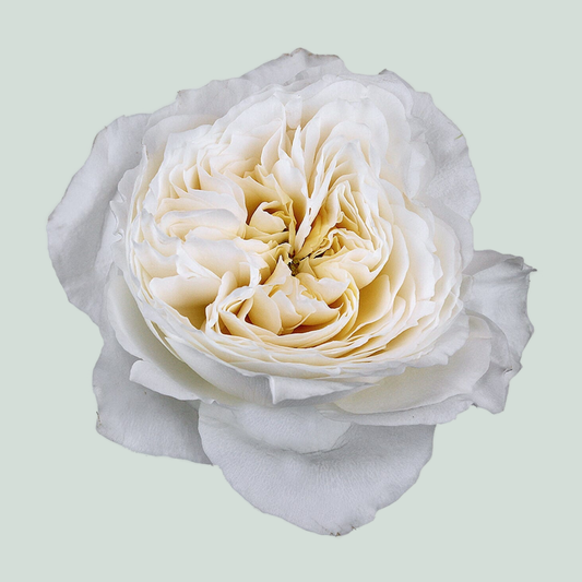 Rose Garden White Cloud (24 Stems)