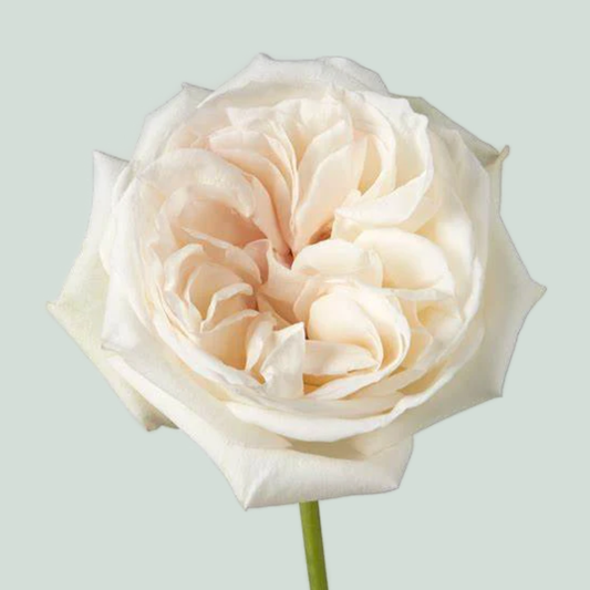 Rose Garden White O Hara (24 Stems)