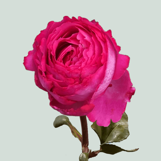 Rose Garden Yves Piaget Pink (24 Stems)