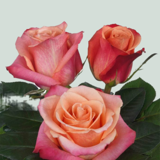 Rose Helene (20 Stems)