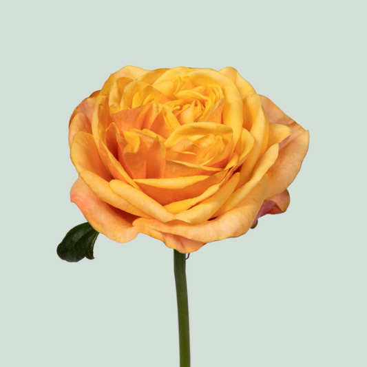 Rose Heliana Orange (20 Stems)