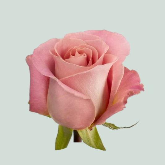 Rose Hermosa (20 Stems)