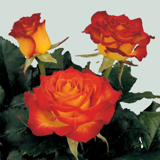 Rose High Society (20 Stems)