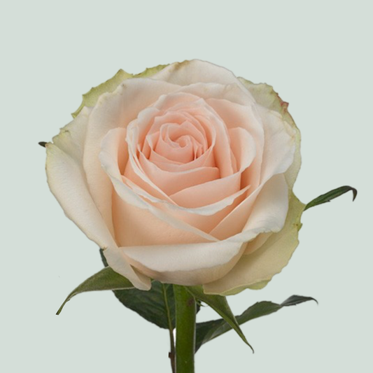 Rose High & Bridal (20 Stems)