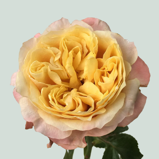 Rose Imagine (20 Stems)