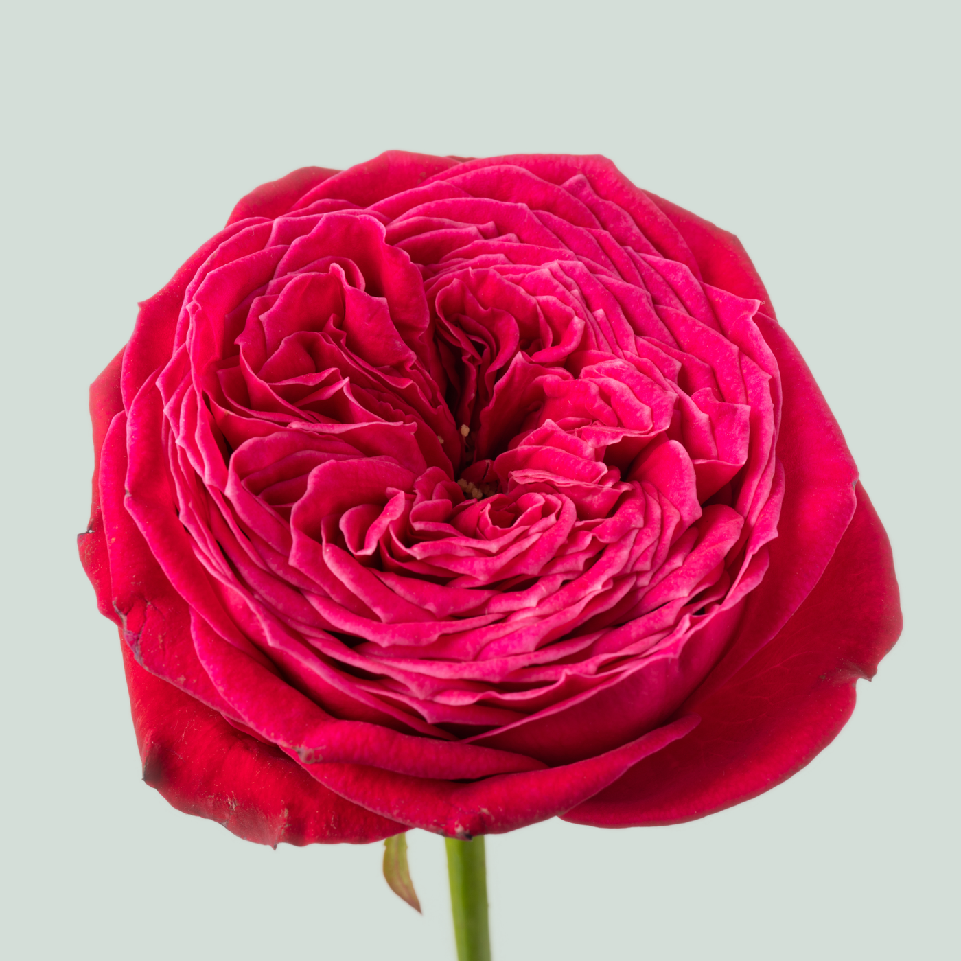 Rose Just More