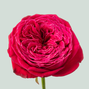 Rose Just More