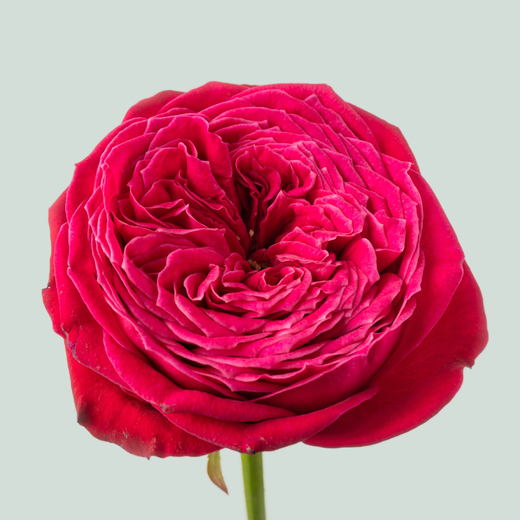 Rose Just More