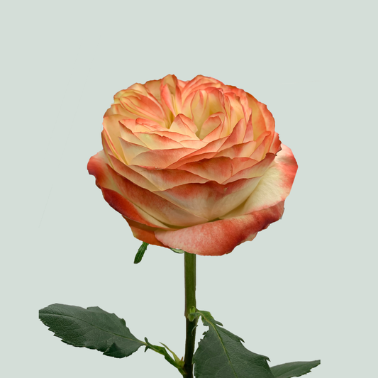 Rose Karma-BB (20 Stems)