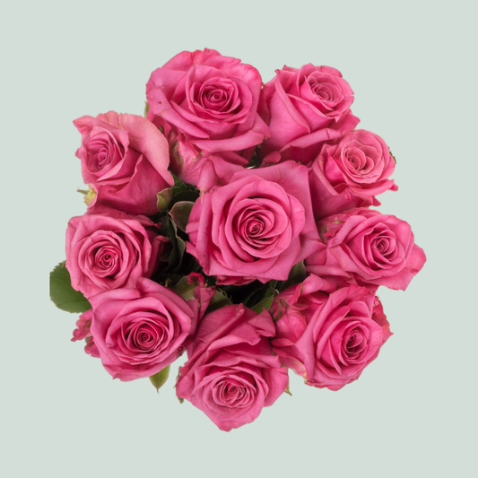 Rose Kiss Me Kate (20 Stems)