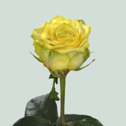 Rose Lemon Finess (20 Stems)