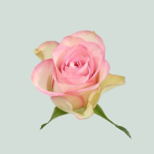 Rose Lovely Jewel (20 Stems)