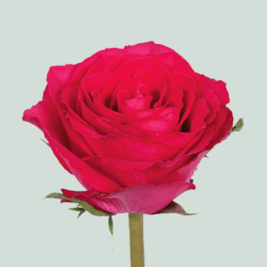 Rose Madam Cerise (20 Stems)