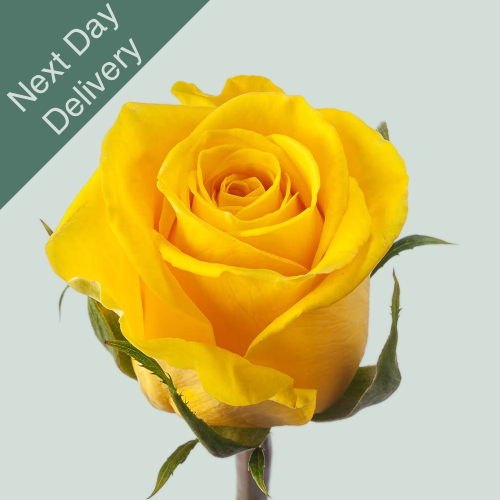 Rose Moonwalk - 10 Stems (Next Day)