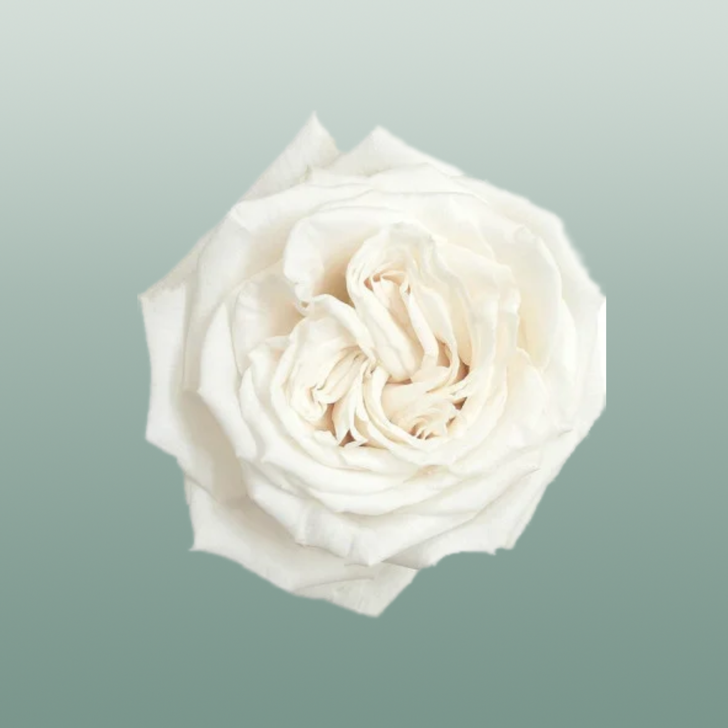 Rose Playa Blanca