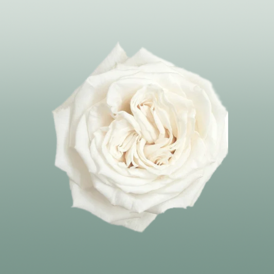 Rose Playa Blanca
