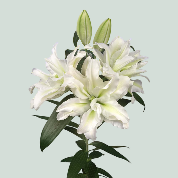 Lily - Lilium - Roselily Aisha