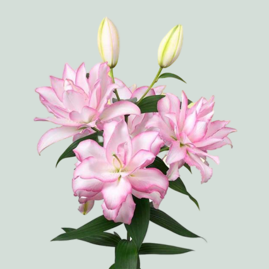 Lily Oriental Roselily Anouska (10 Stems)