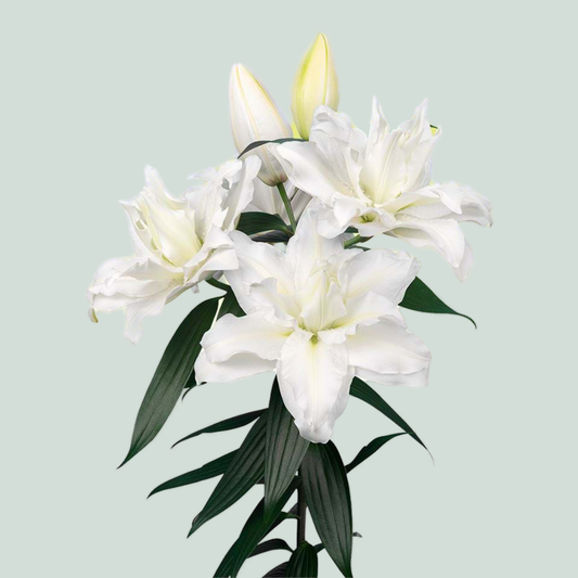 Lily Oriental Roselily Jacintha (10 Stems)