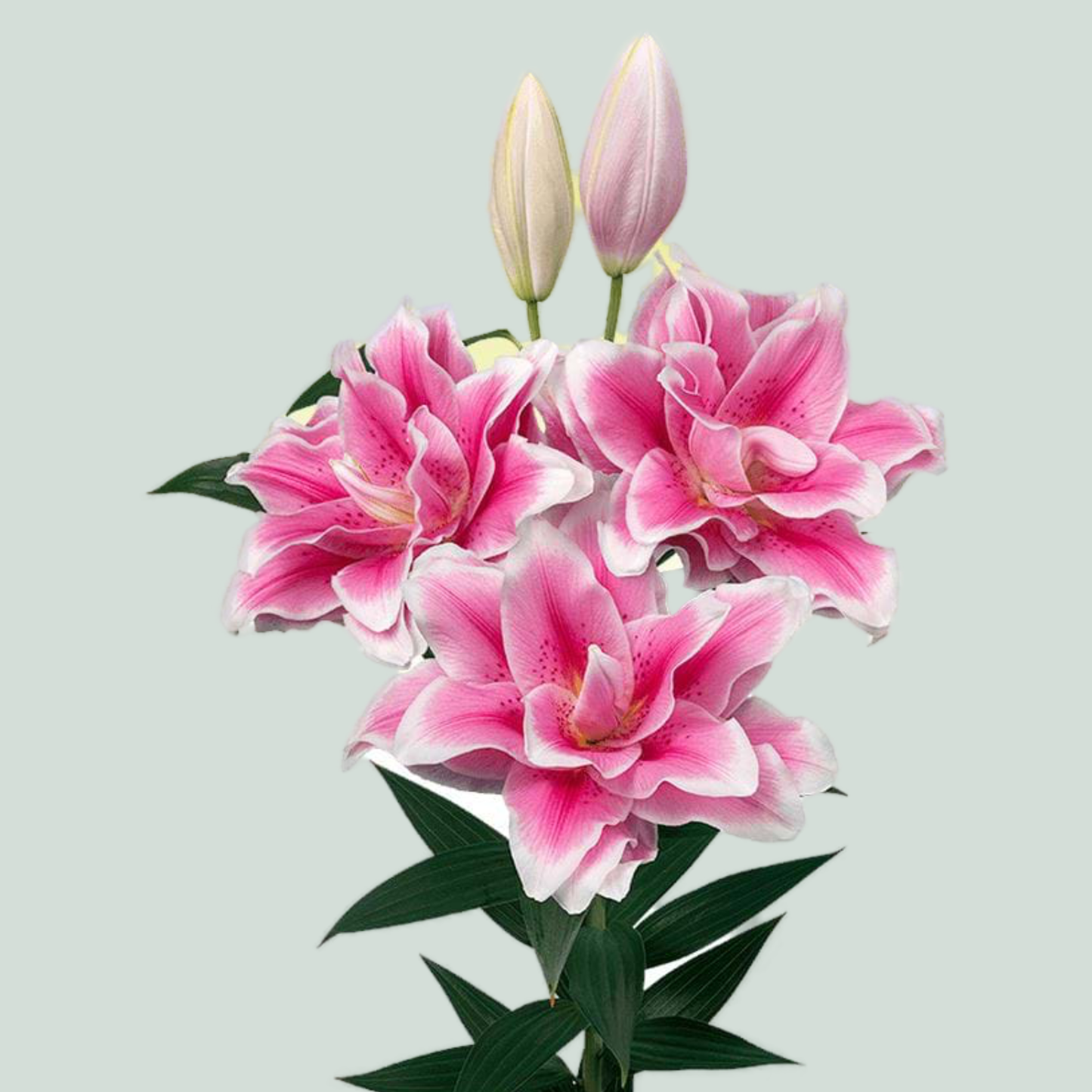 Lily Oriental Roselily Mikaela (10 Stems)