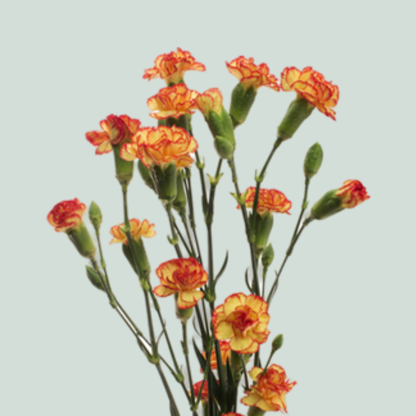 Carnation Spray Rosita (20 Stems)