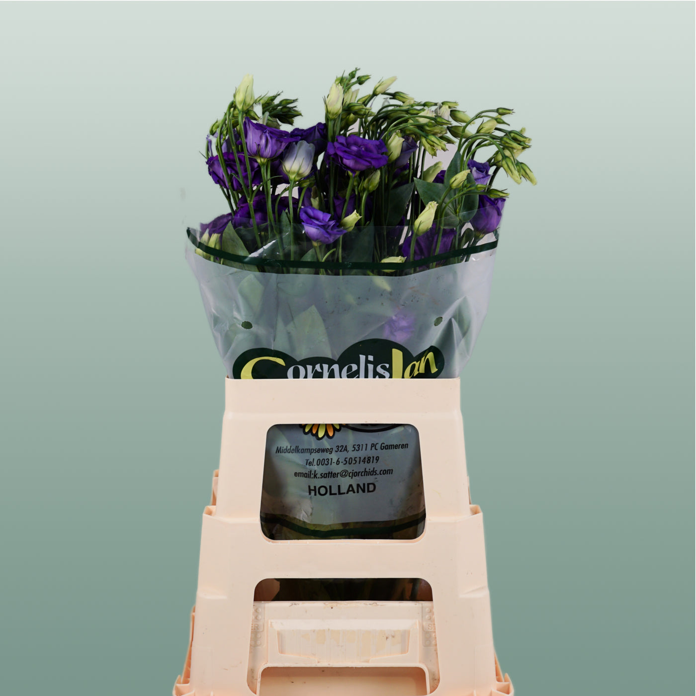 Purple Lisianthus ‘Rosita Blue’ – 70cm, 10 Stems