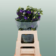 Lisianthus Rosita Blue