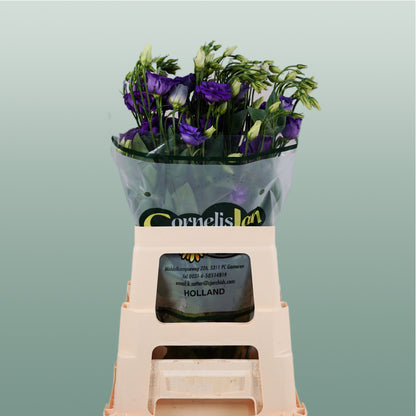 Eustoma Rosita Blue (10 Stems)